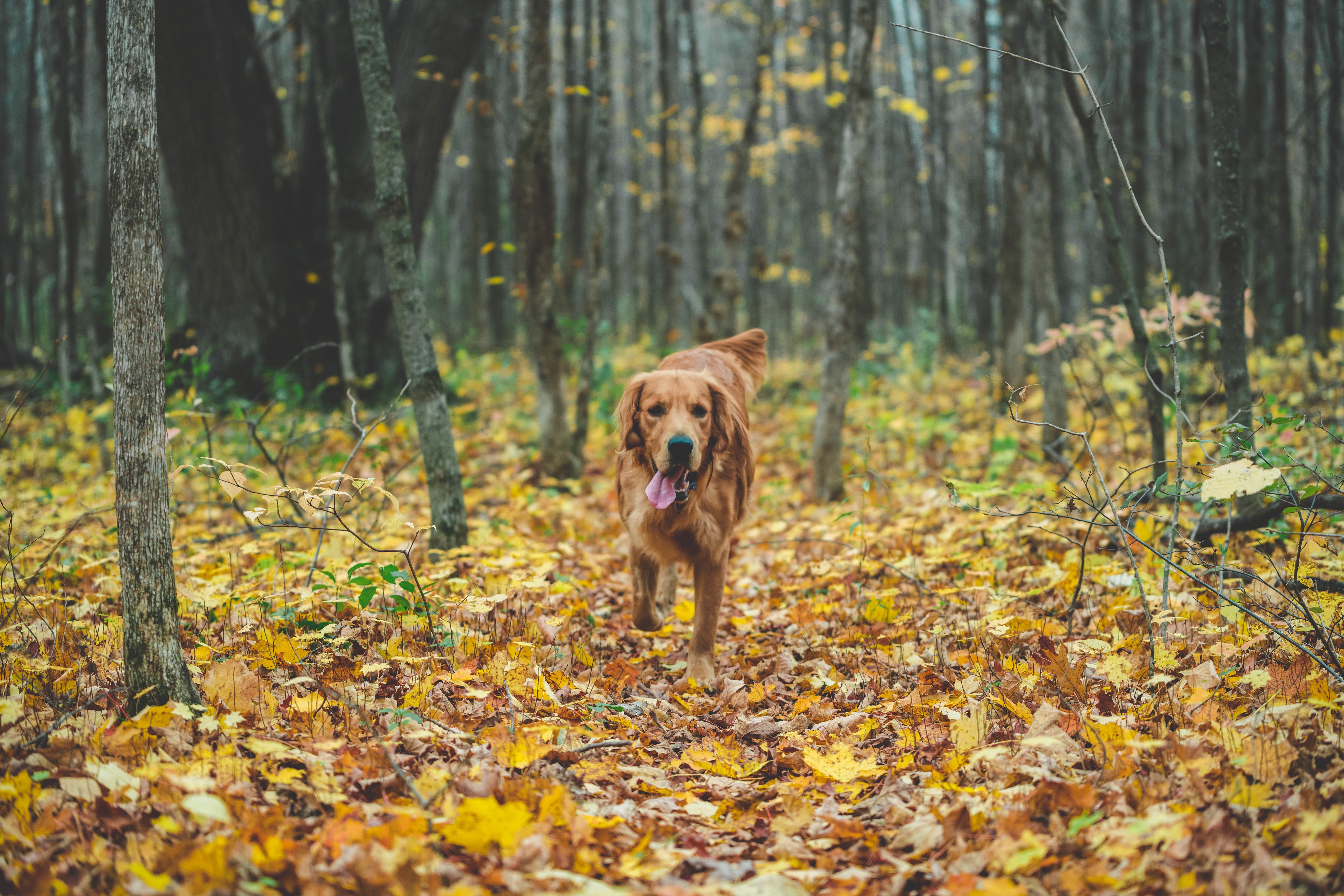 files/dog-running-in-fall-leaves.jpg